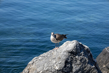 Seagulls on the Rocks looks sea