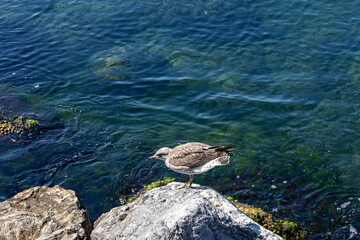 Seagulls on the Rocks looks sea