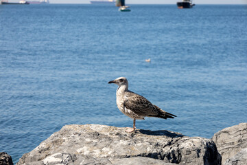 Seagulls on the Rocks looks sea