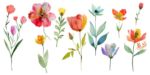 watercolor set of flowers on white background.