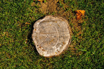 Fototapeta premium Tree Stump on Green Grass