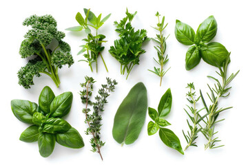 Obraz premium A collection of fresh herbs neatly placed on a white background