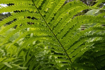 fern leaf in the forest