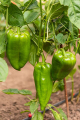 Part of a pepper plant with leaves and fruits.