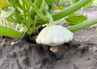 ripe squash growing in the garden