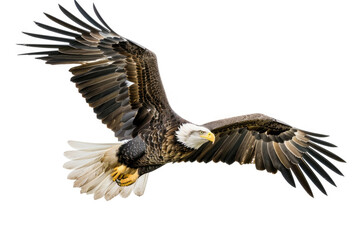 Obraz premium An eagle mid-soar, wings wide, isolated on a white background