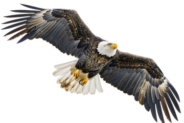 Obraz premium An eagle mid-soar, wings wide, isolated on a white background