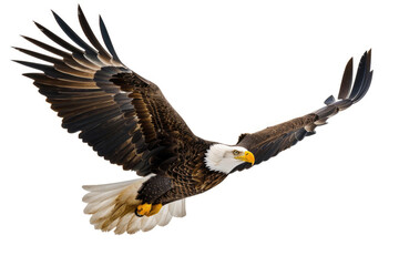 Obraz premium An eagle mid-soar, wings wide, isolated on a white background