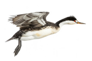 Obraz premium A grebe mid-dive, body streamlined, isolated on a white background