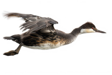 Fototapeta premium A grebe mid-dive, body streamlined, isolated on a white background