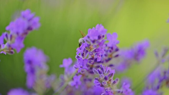 Bumblebee collects nectar on Lavender Flowers