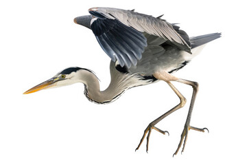 Obraz premium A heron mid-dive, beak pointed down, isolated on a white background