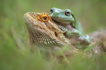 Dumpy frog and bearded dragon on the grass