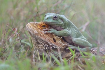 Dumpy frog and bearded dragon on the grass
