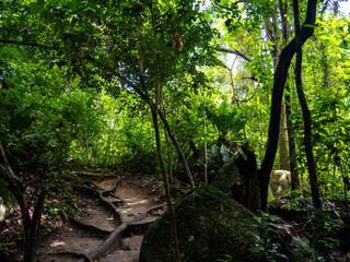 Rainforest in Tayrona National Park in Colombia.