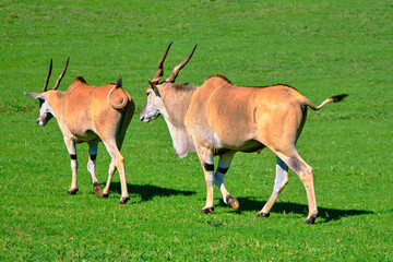 Two common elands are walking in a grassy field.