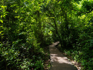 Fototapeta premium Rainforest in Tayrona National Park in Colombia.