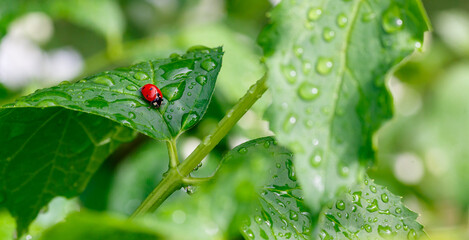 Ladybug on a green leaf with drops of water on a natural background