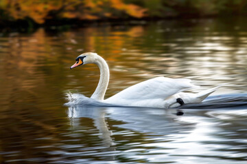 Swan gracefully gliding across a tranquil lake