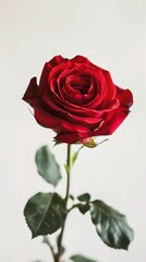 Fototapeta premium A close-up shot of a fresh red rose, meticulously captured to highlight its intricate details and vivid color. Set against a clean, uncluttered background, this photograph offers ample copy space and