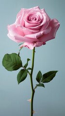 Fototapeta premium A visually captivating image of a pink rose, captured in sharp detail against a subtle studio backdrop. The soft, natural lighting enhances the flower's delicate features and radiant color, offering