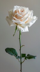 Fototapeta premium A high-resolution photograph of a pristine white rose, meticulously captured in a realistic studio setting. The flower is isolated against a soft, neutral background, showcasing its purity and