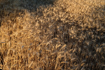 The photograph shows a field of barley. The sun's rays play on the golden ears of barley. Each spikelet is carefully drawn, perfectly expressing the beauty and fertility of this grain crop.