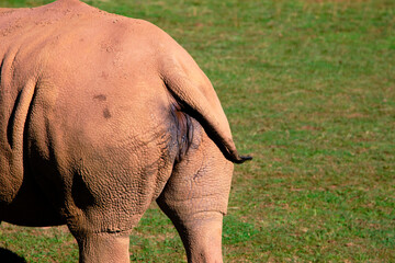 A white rhino is walking in a field with its tail hanging down. © Mikel