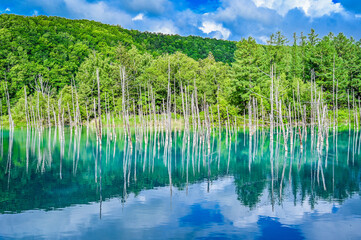 北海道美瑛町の青い池
