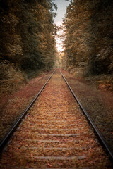 railroad tracks in Autumn Forest