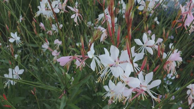 ガウラ　ヤマモモソウ（山桃草）