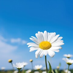 White daisy sky outdoors blossom.