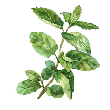 watercolor green mint plant on white clip art preview