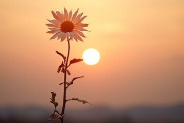 Sunset sunlight outdoors nature.
