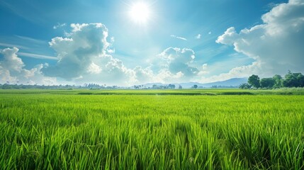 Obraz premium Rice Paddy In Southeast Asia, With Vibrant Green Fields And Blue Skies