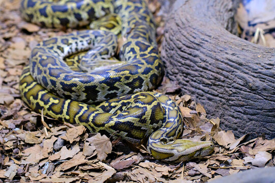 A Burmese python. One of the largest species of snakes.