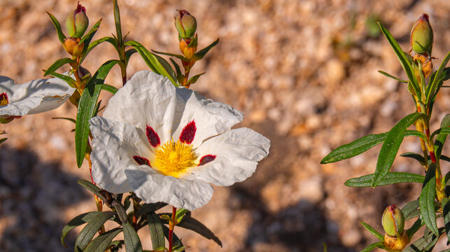 Gum Rockrose, Cistus ladanifer, Arribes del Duero Natural Park, SPA, SAC, Biosphere Reserve, Salamanca, Castilla y Le&oacute;n, Spain, Europe