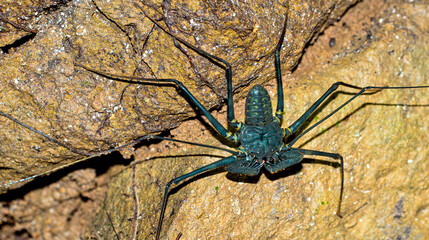Whip spider, Tailess Whip Scorpion, Amblipigido, Paraphrynus laevifrons, Tropical Rainforest, Corcovado National Park, Osa Conservation Area, Osa Peninsula, Costa Rica, Central America