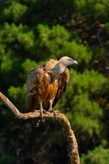 Eurasian Griffon Vulture, Gyps fulvus, Mediterranean Forest, Castilla y Leon, Spain, Europe