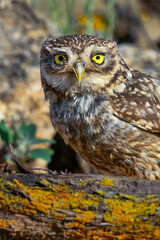 Little Owl, Athene noctua, Mediterranean Forest, Castilla y Leon, Spain, Europe