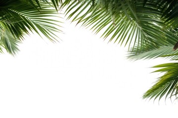 Naklejka premium Palm tree frame backgrounds sunlight outdoors.