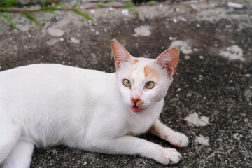 White street cat laying in the cemented ground.