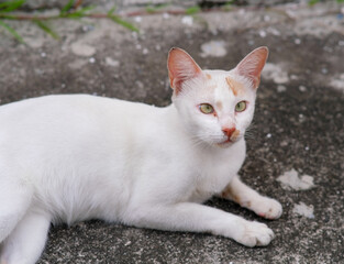 White street cat laying in the cemented ground.