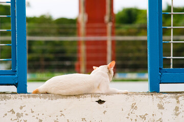 Full body shot of a white street cat  laying in the white wall.