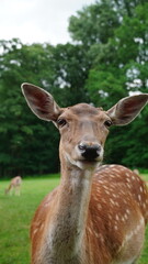 Fototapeta premium deer in the woods