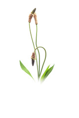 Greater plantain, Plantago major, isolated on white background with copy space at the bottom