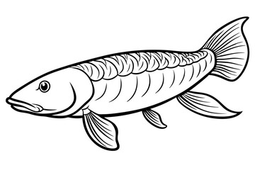 Line art of Arapaima fish vector illustration