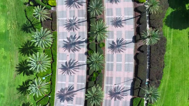 Landscaped boulevard with evenly spaced palm trees casting shadows on the road, flanked by lush green lawns and manicured bushes. Florida establishing shot.