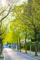 City Street with Trees in a Sunny Spring Day in Locarno, Ticino, Switzerland.