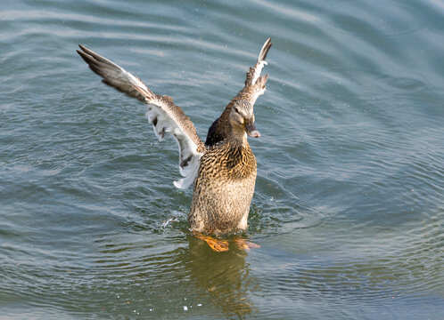 Duck with Outstretched Wings on the Water in a Sunny Day in Locarno, Ticino, Switzerland.